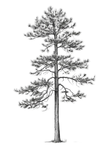 Tall